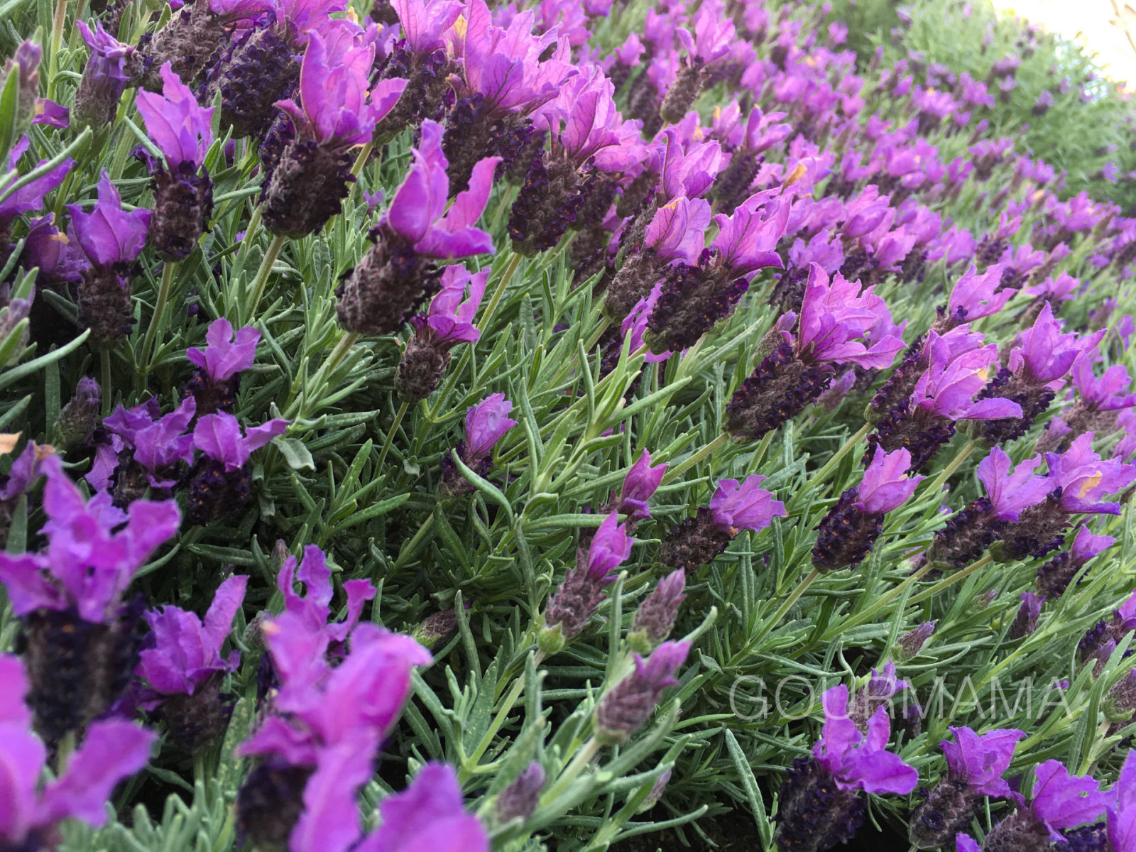 Fiori e Sapori sul Naviglio Grande, gourmama