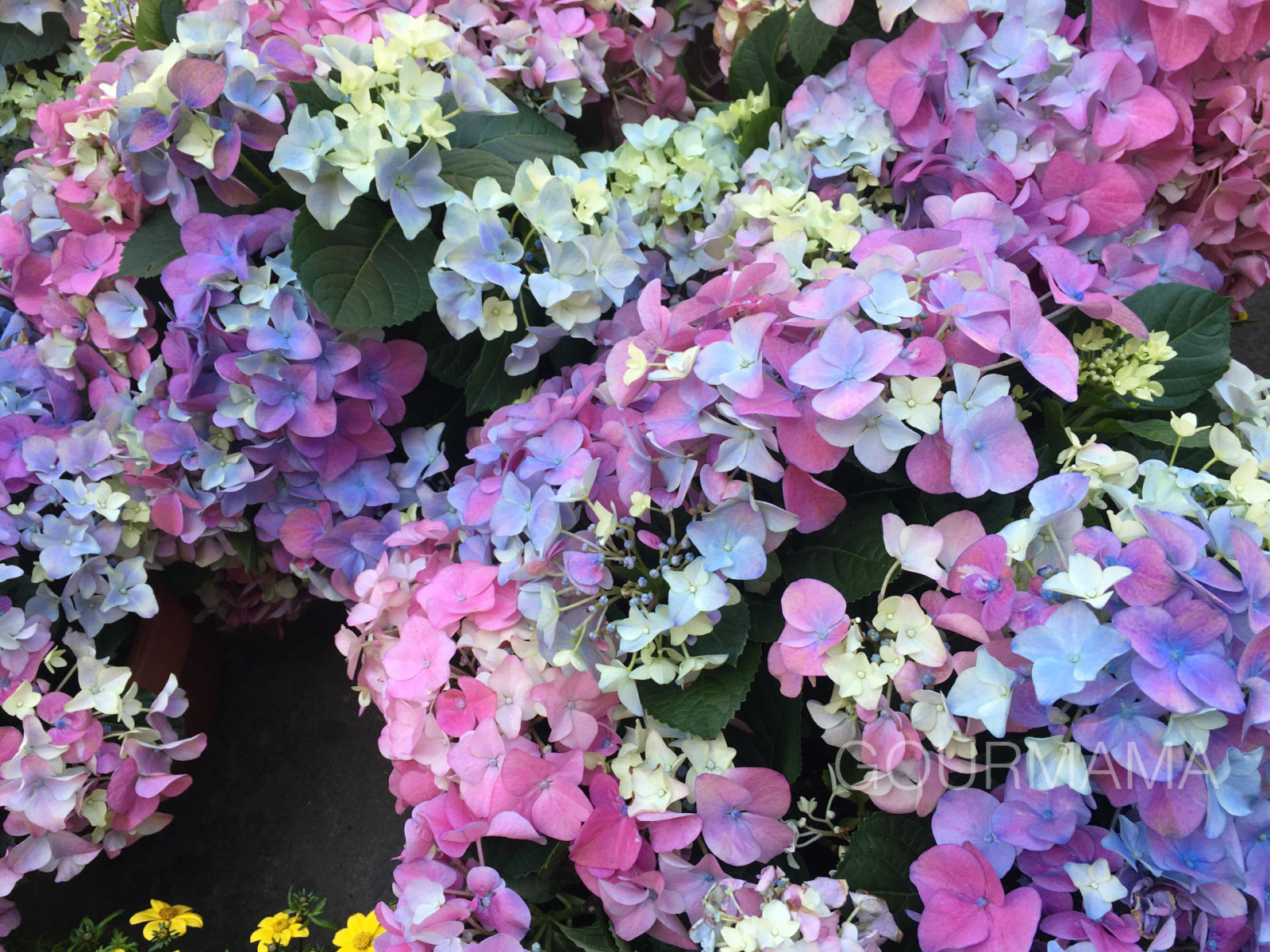 Fiori e Sapori sul Naviglio Grande, gourmama