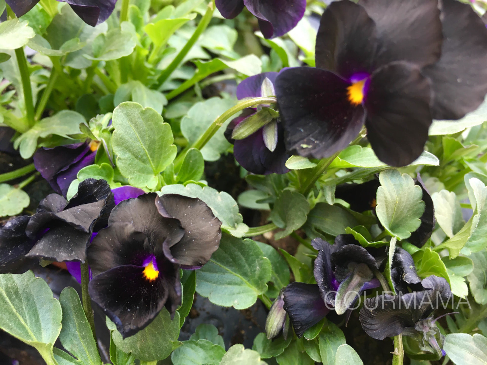 Fiori e Sapori sul Naviglio Grande, gourmama