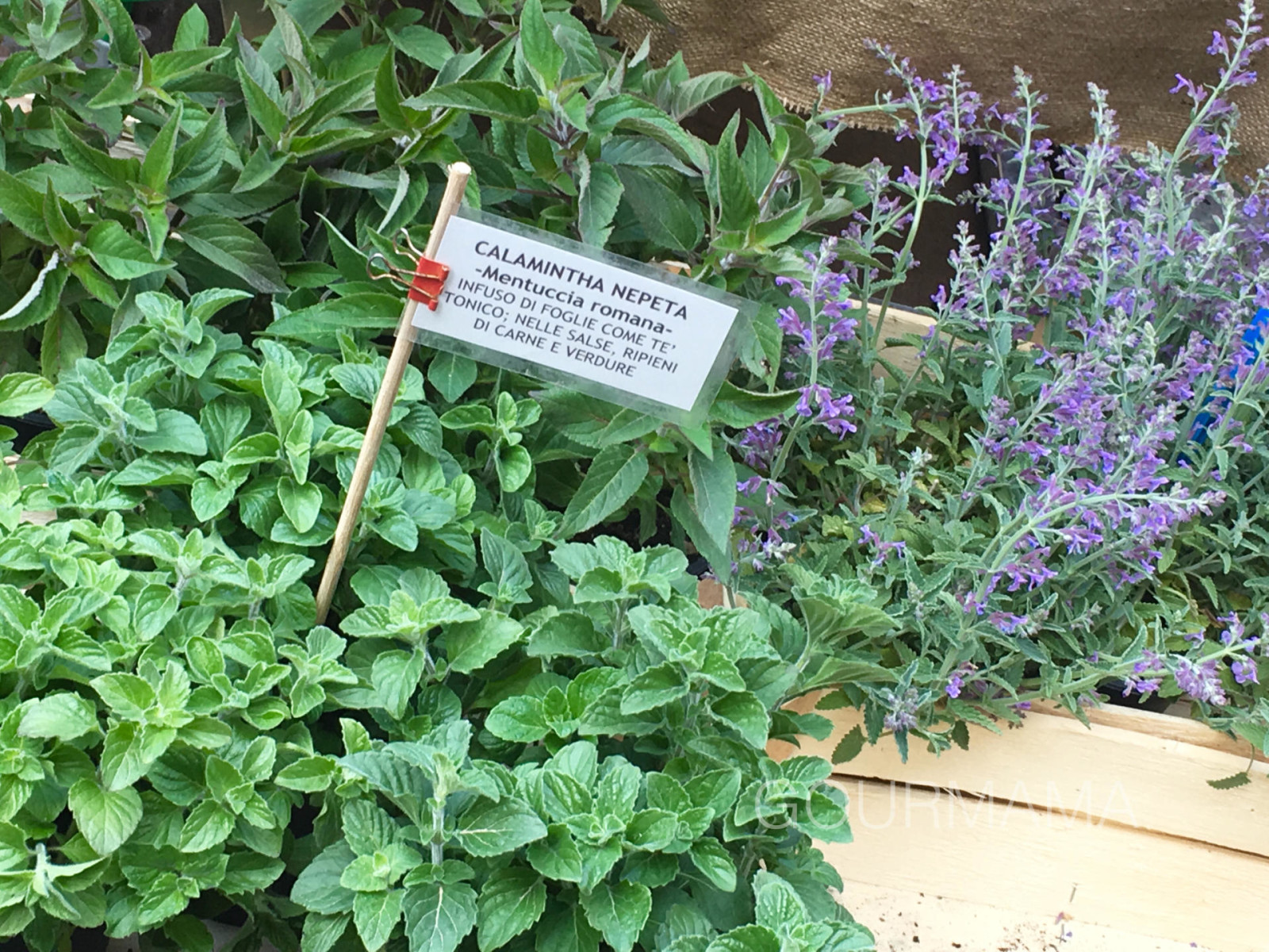 Fiori e Sapori sul Naviglio Grande, gourmama