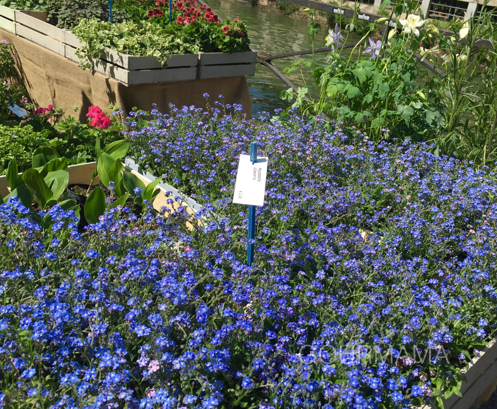 Fiori e Sapori sul Naviglio Grande, gourmama