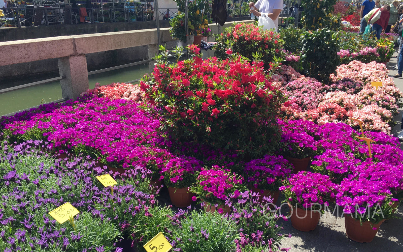 Fiori e Sapori sul Naviglio Grande, gourmama