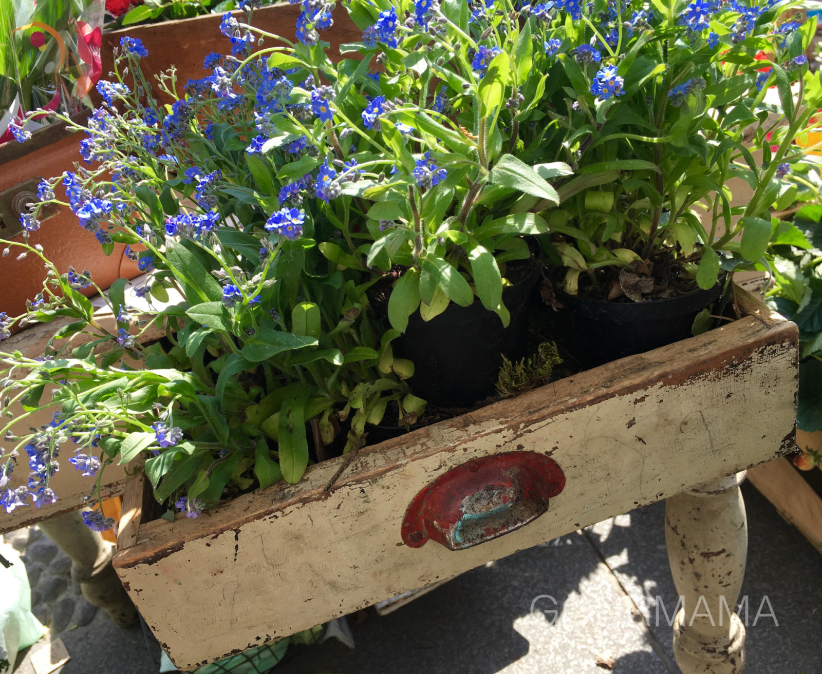 Fiori e Sapori sul Naviglio Grande, gourmama