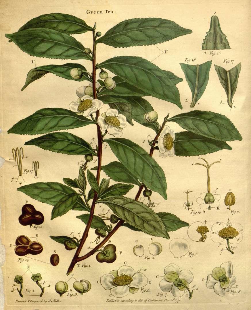 camellia_sinensis